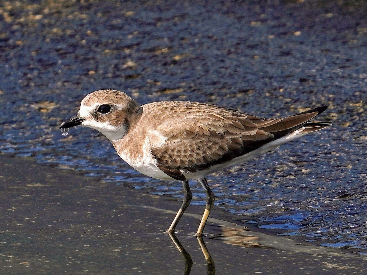 Монгольский зуёк - ML646777905