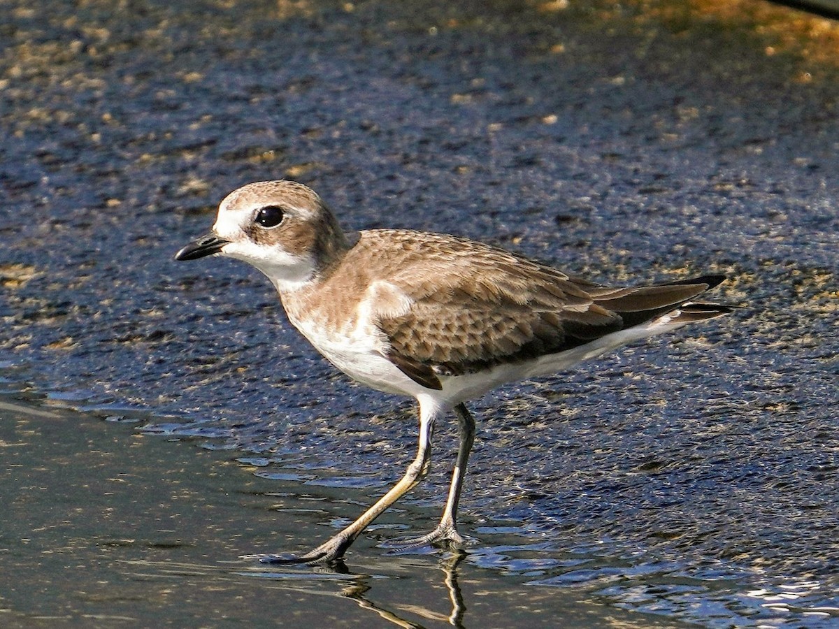 Монгольский зуёк - ML646777906