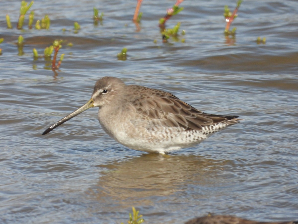 Agujeta Escolopácea - ML646777907