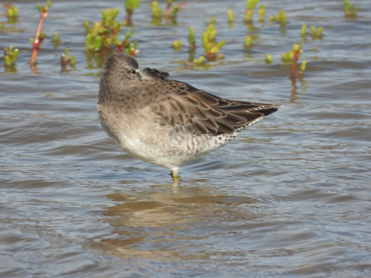 Agujeta Escolopácea - ML646777908