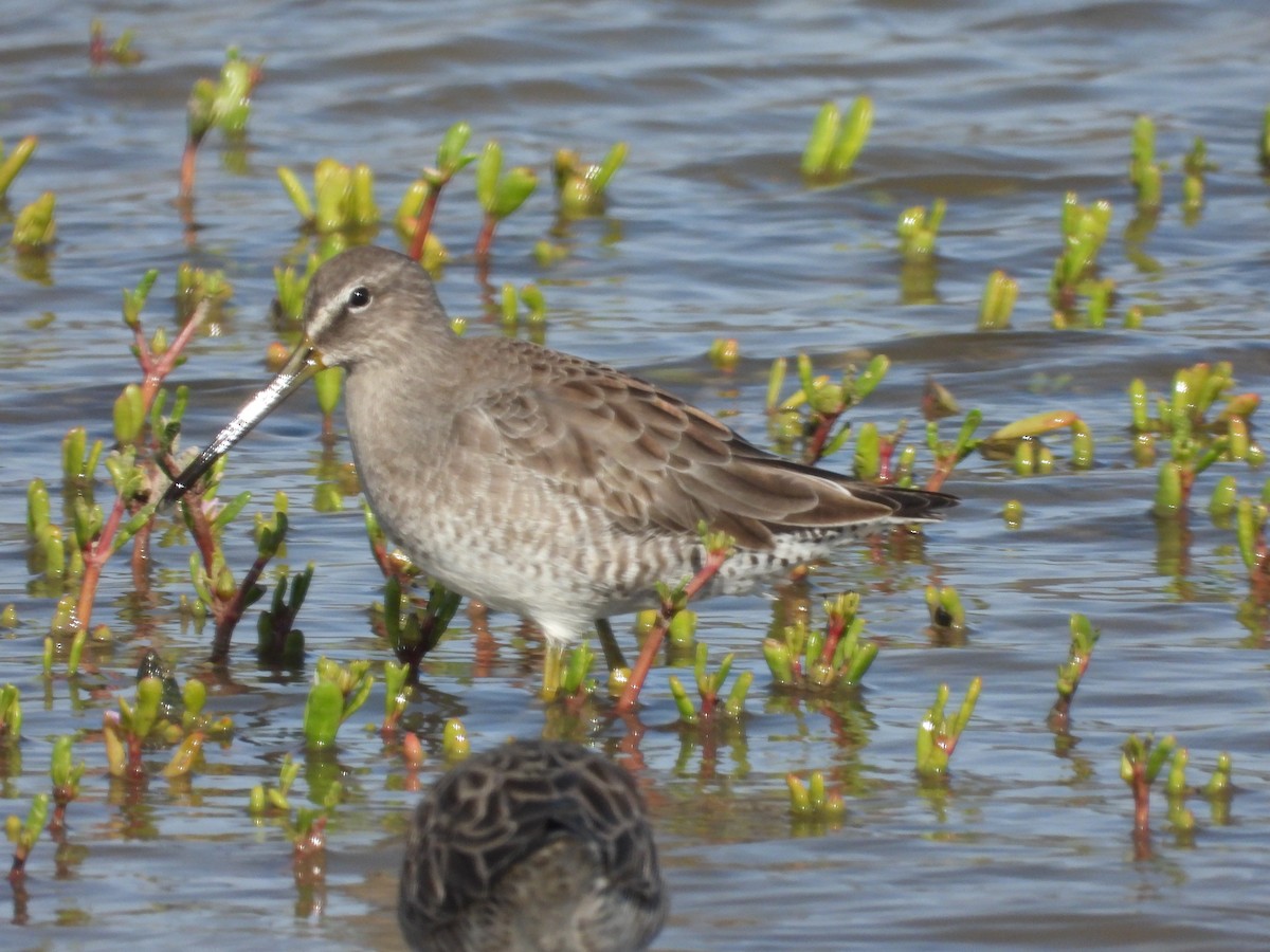 Agujeta Escolopácea - ML646777909