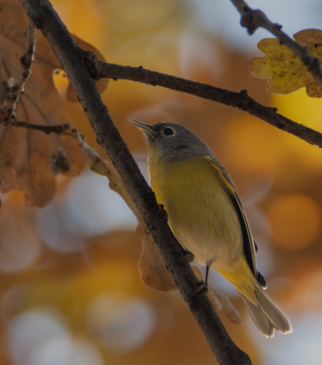 ズアカアメリカムシクイ - ML646777910