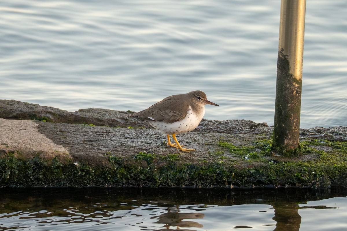 Spotted Sandpiper - ML646777911