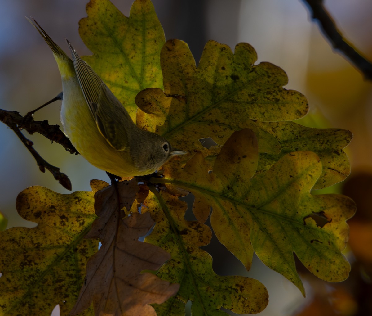 ズアカアメリカムシクイ - ML646777912