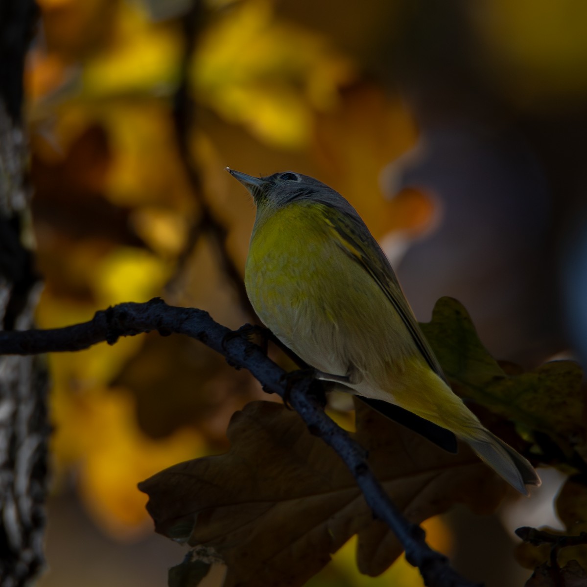 ズアカアメリカムシクイ - ML646777913