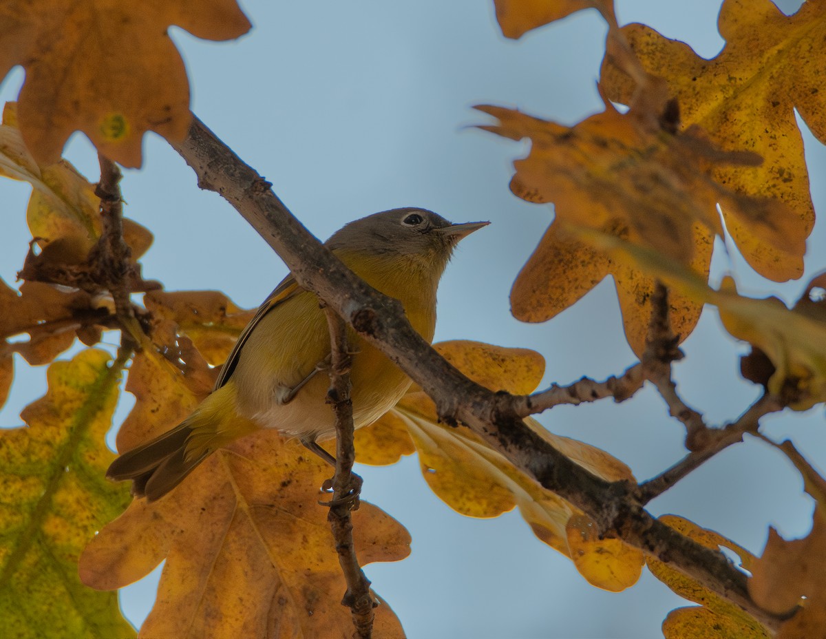 ズアカアメリカムシクイ - ML646777914