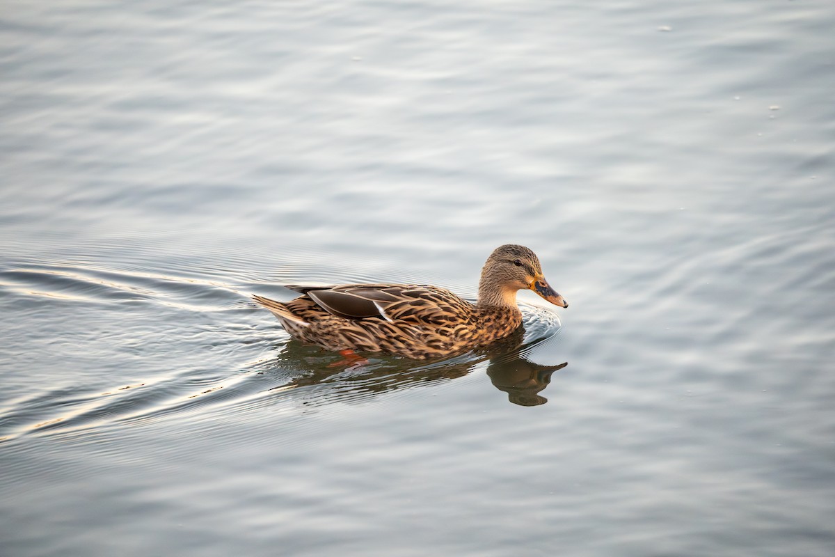 Mallard - ML646777915