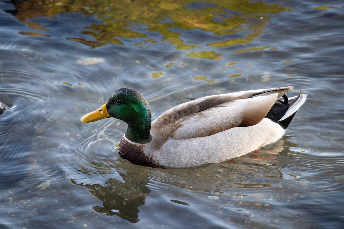 Mallard - ML646777916