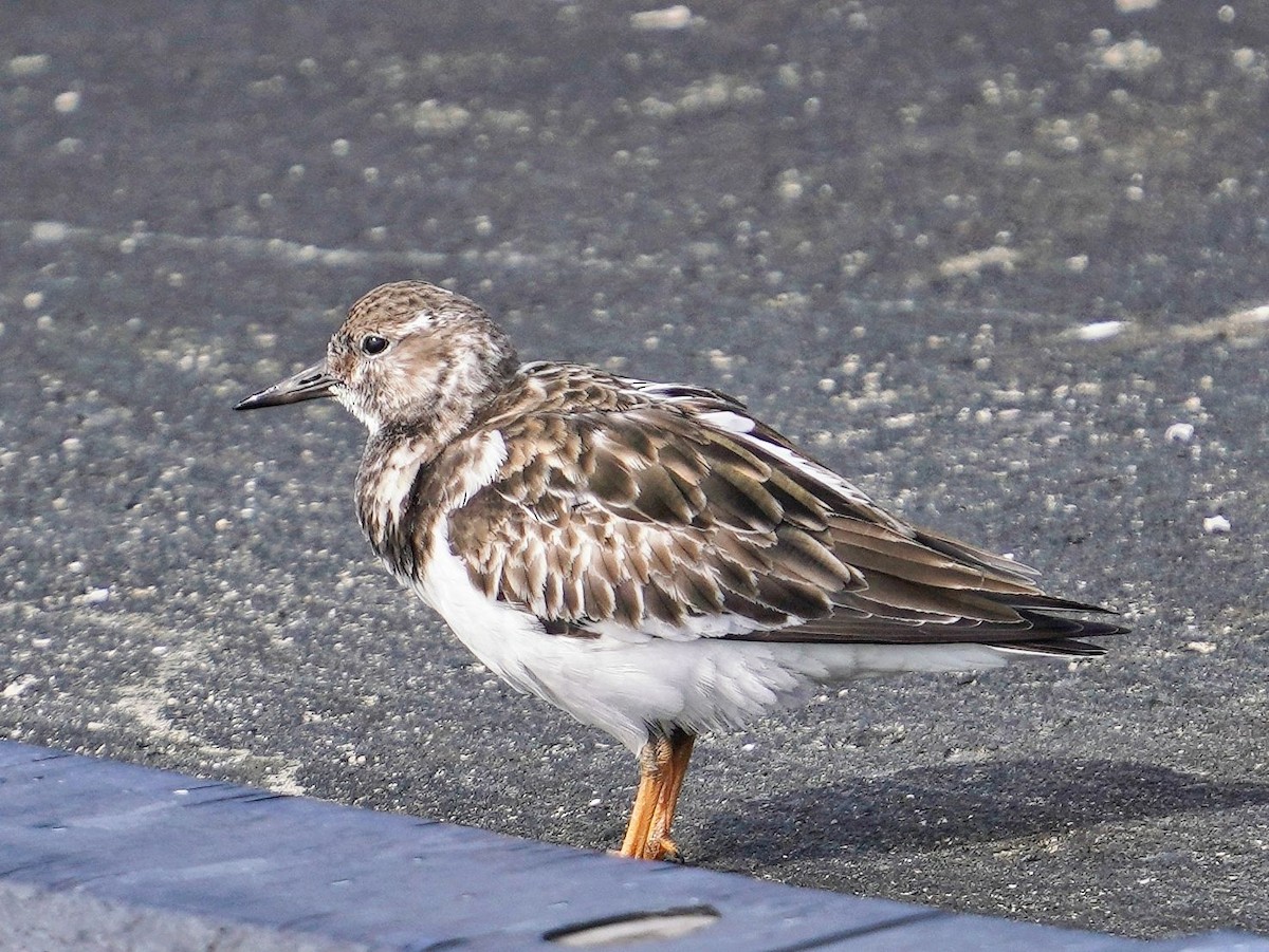 Камнешарка - ML646777917