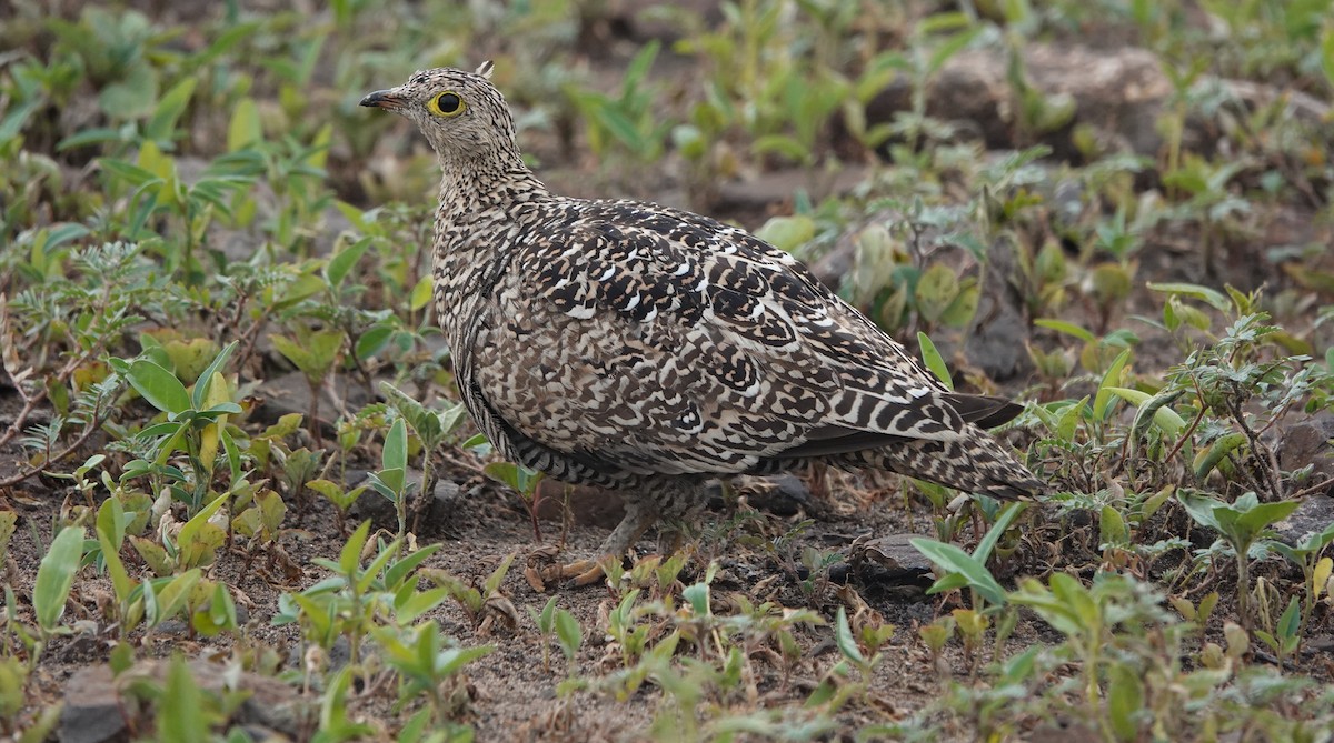 Двуполосый рябок - ML646777918