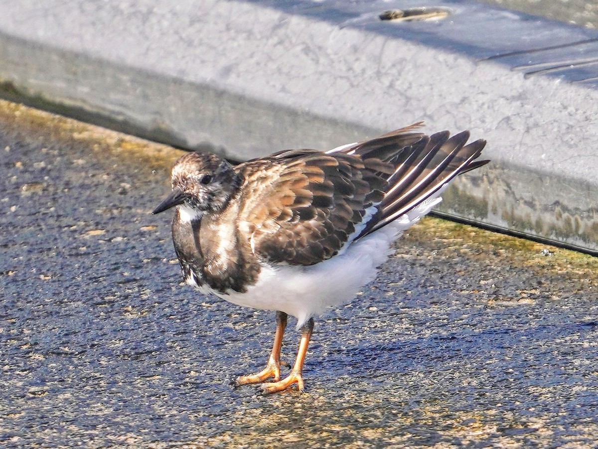 Камнешарка - ML646777919