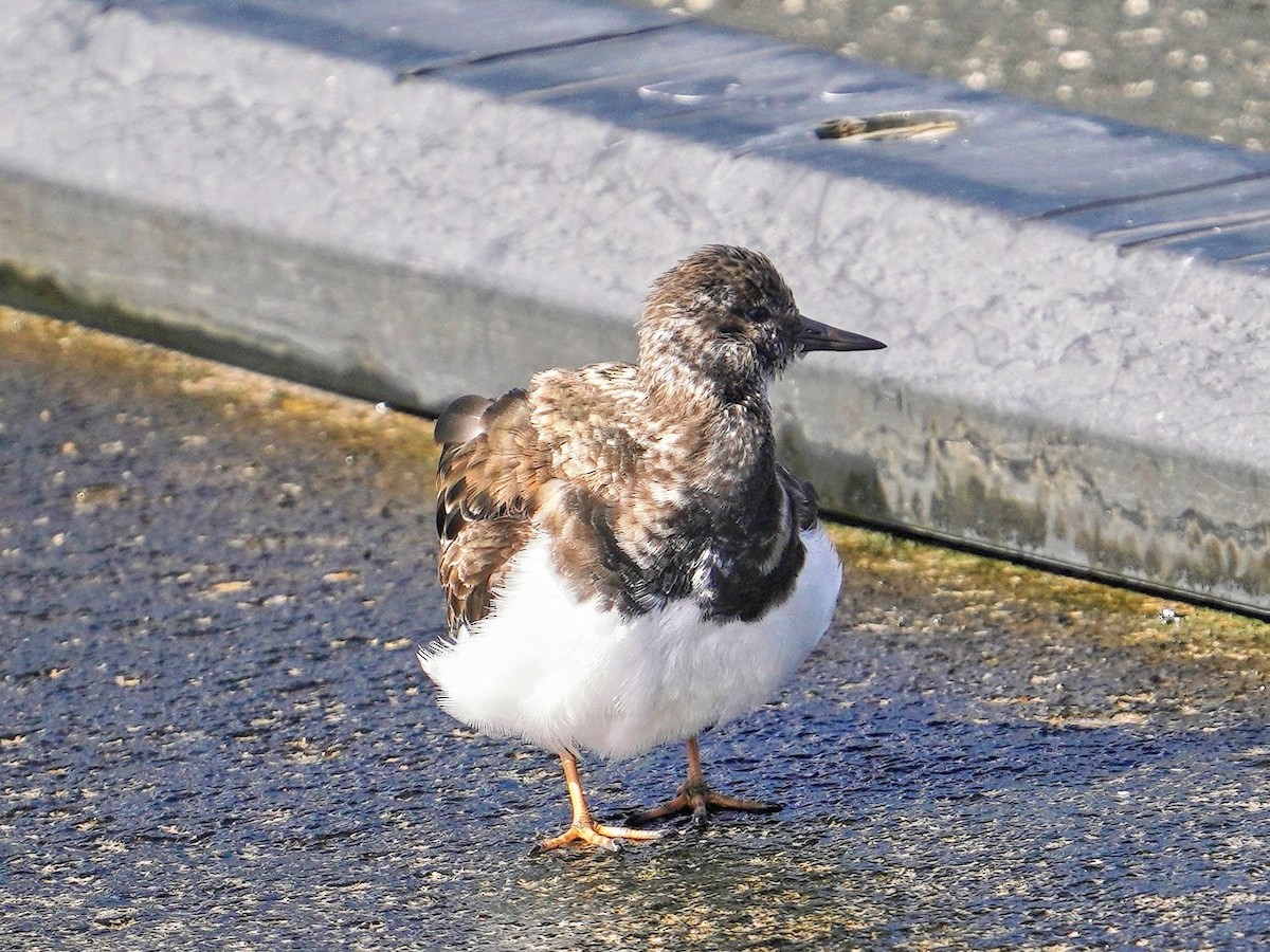 Камнешарка - ML646777920