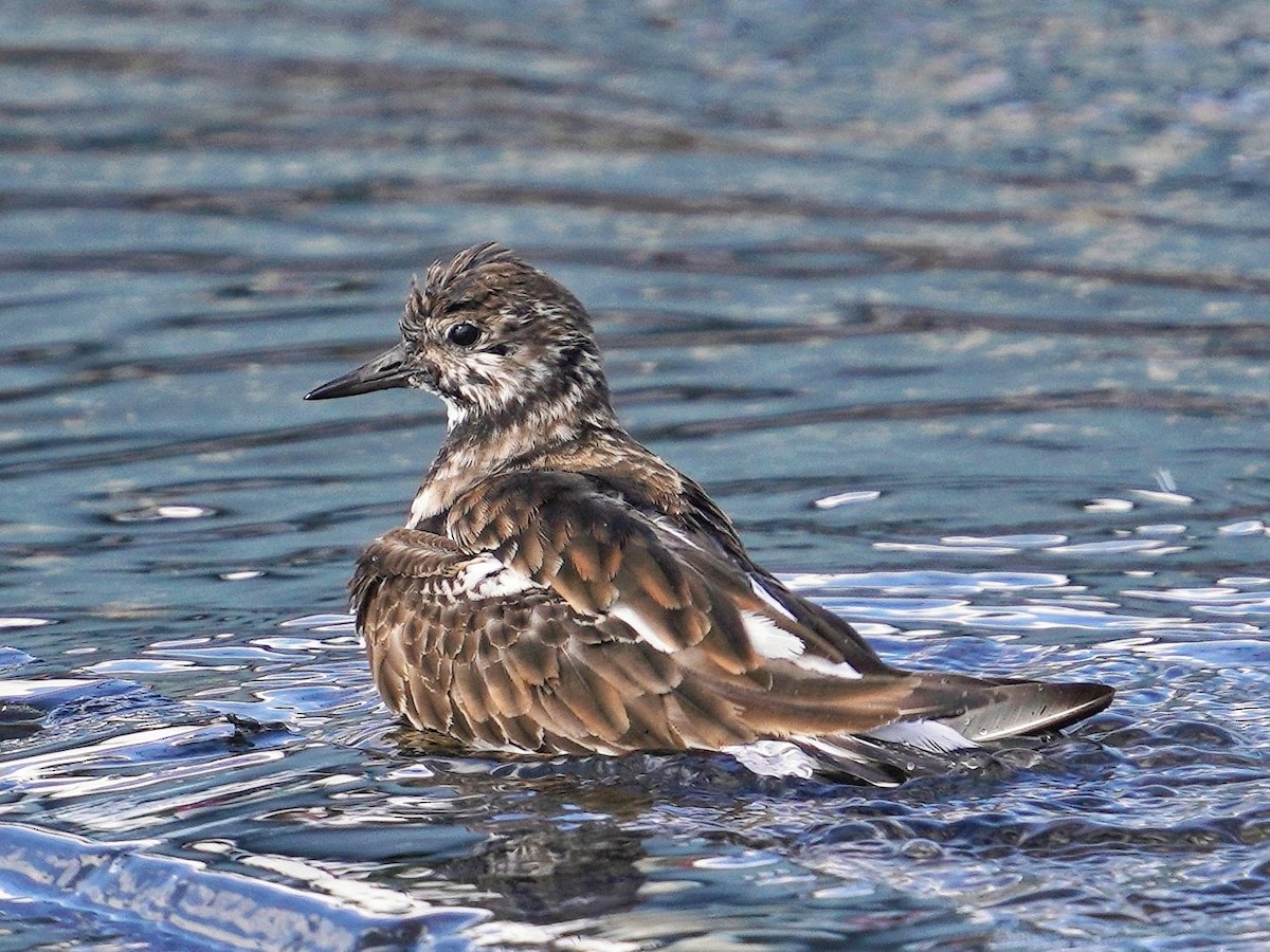 Камнешарка - ML646777921