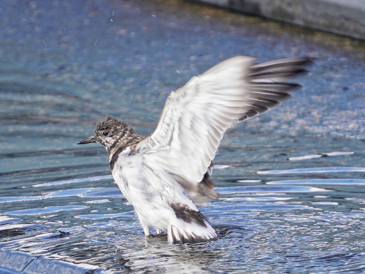 Камнешарка - ML646777922