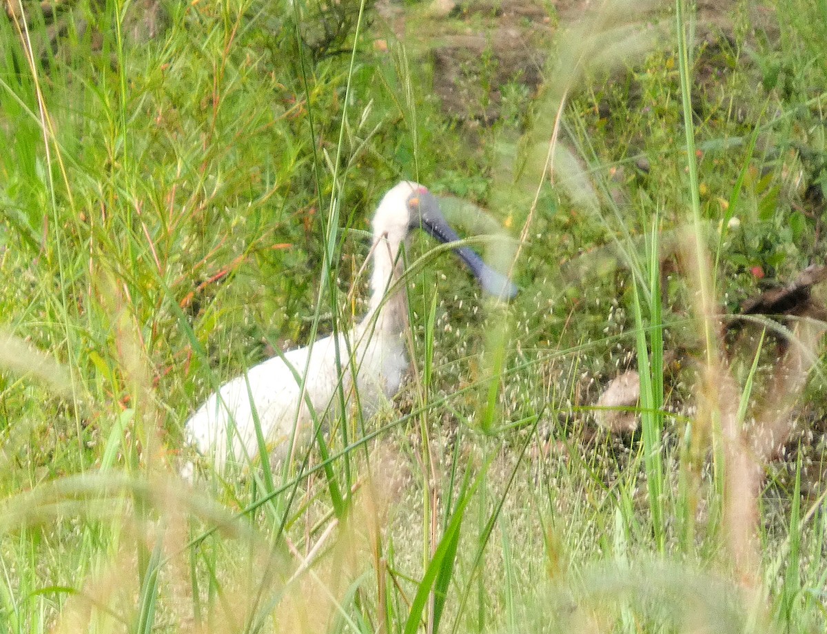 Royal Spoonbill - ML646777923