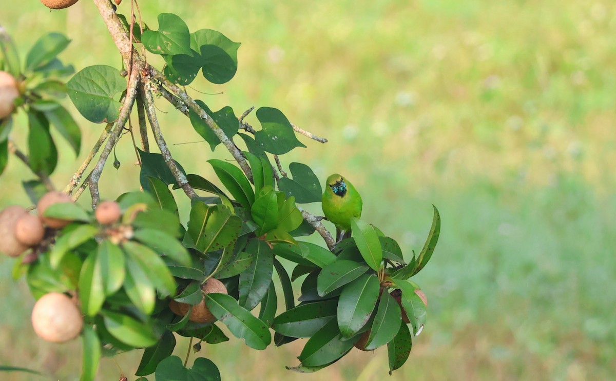 Jerdon's Leafbird - ML646777924