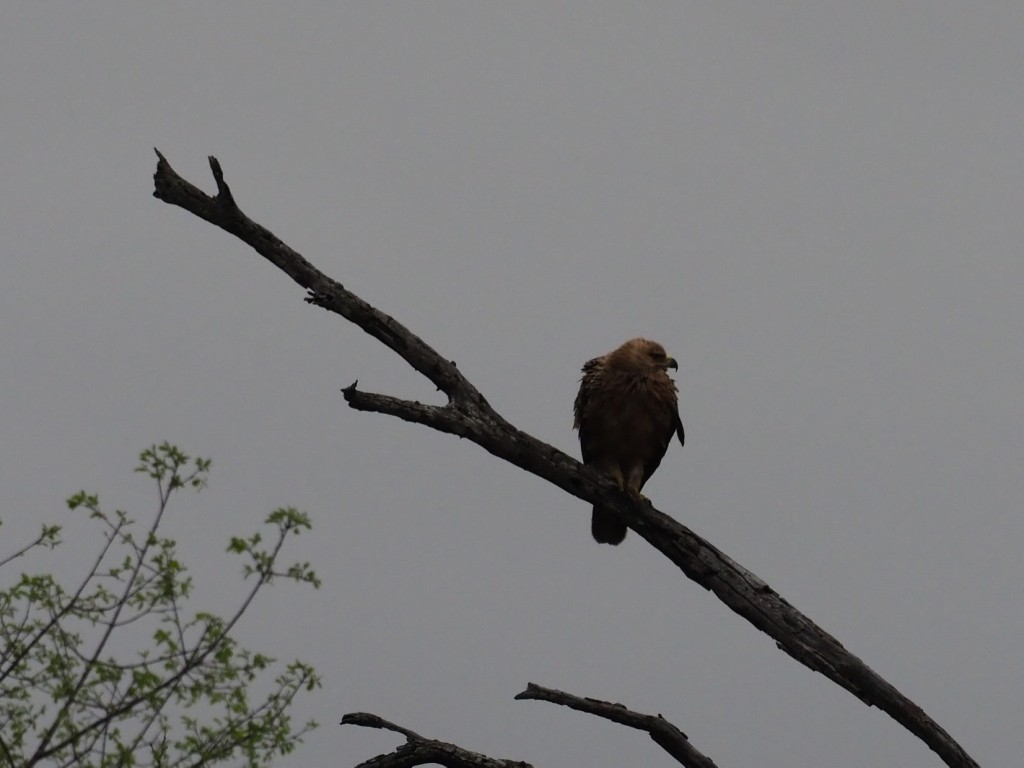 アフリカソウゲンワシ - ML646777925