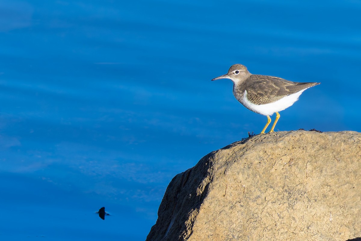 Spotted Sandpiper - ML646777926