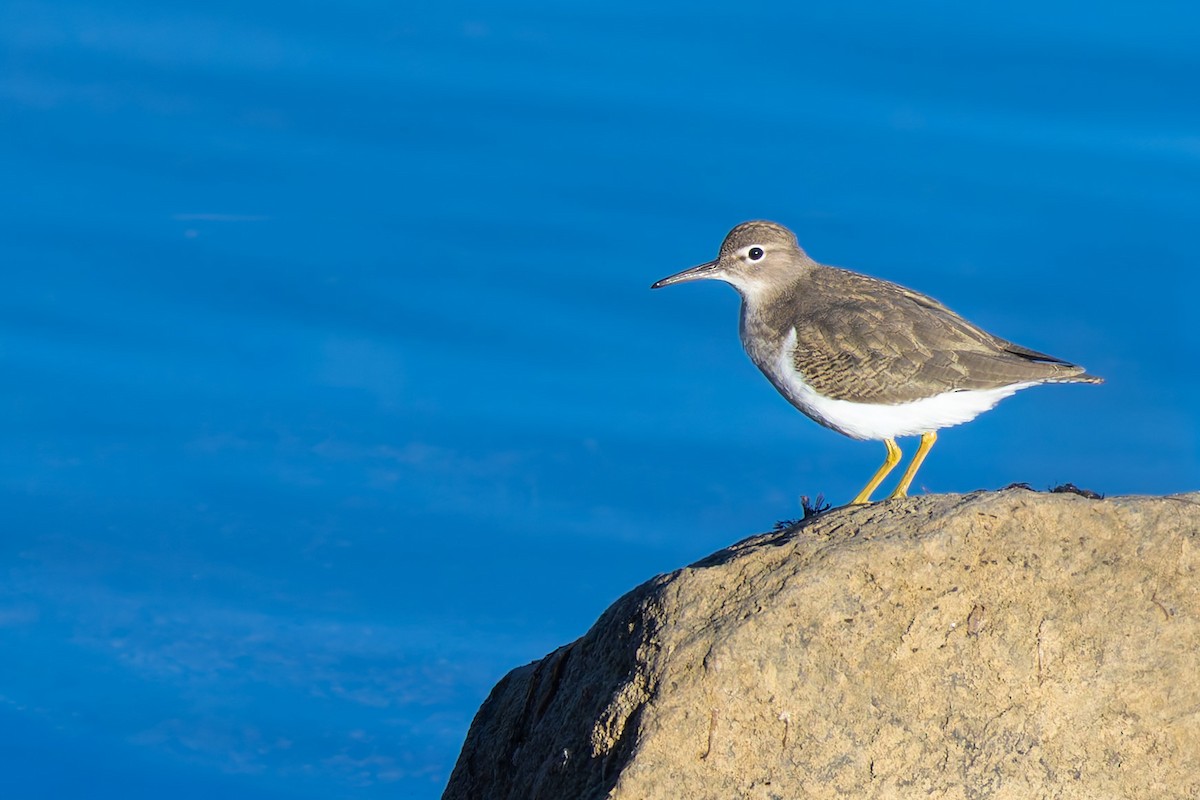 Spotted Sandpiper - ML646777927