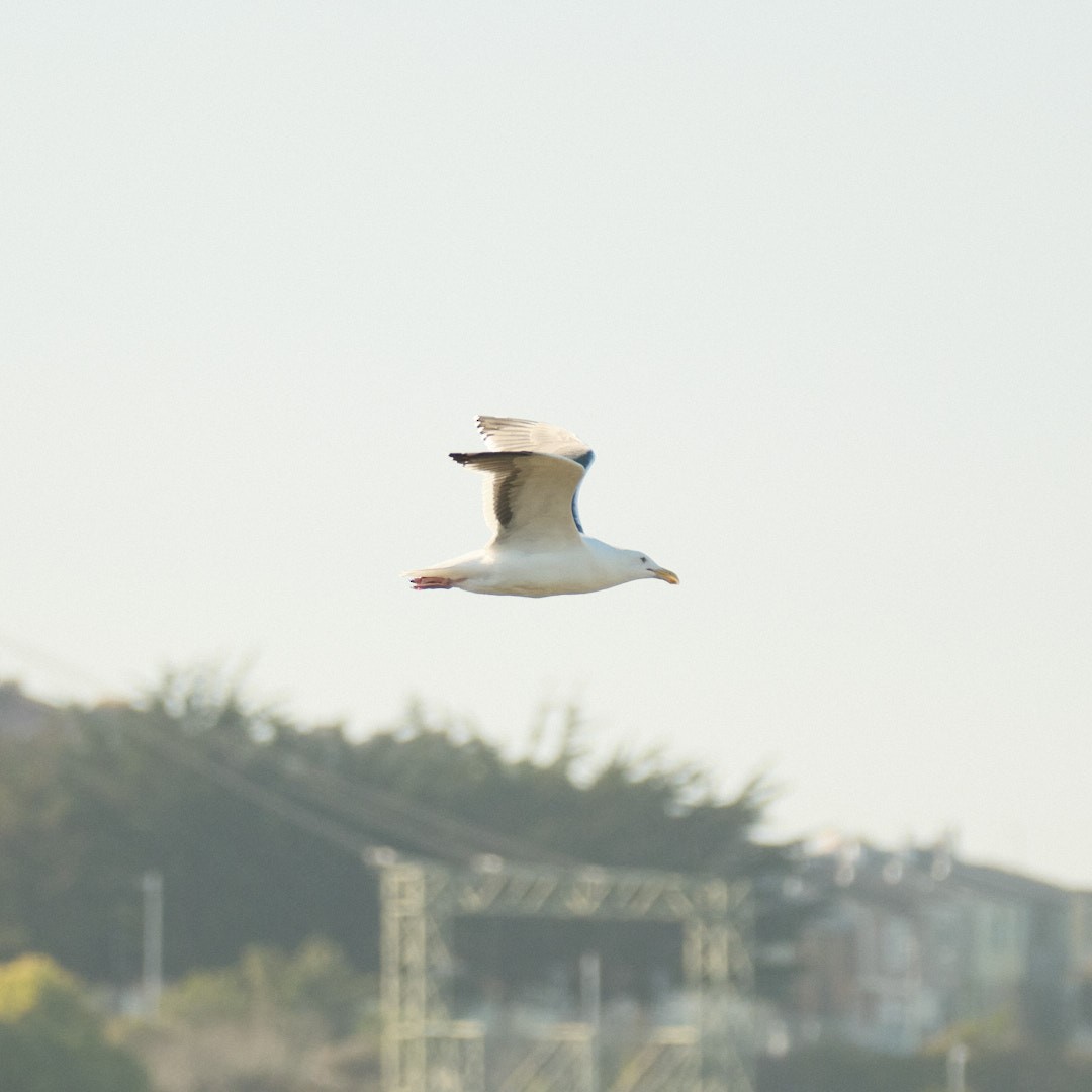 Мартин західний - ML646777930