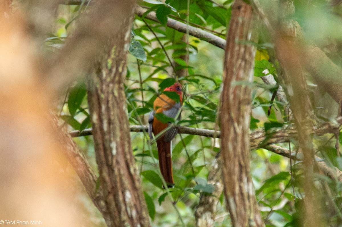 Red-headed Trogon - ML646777933