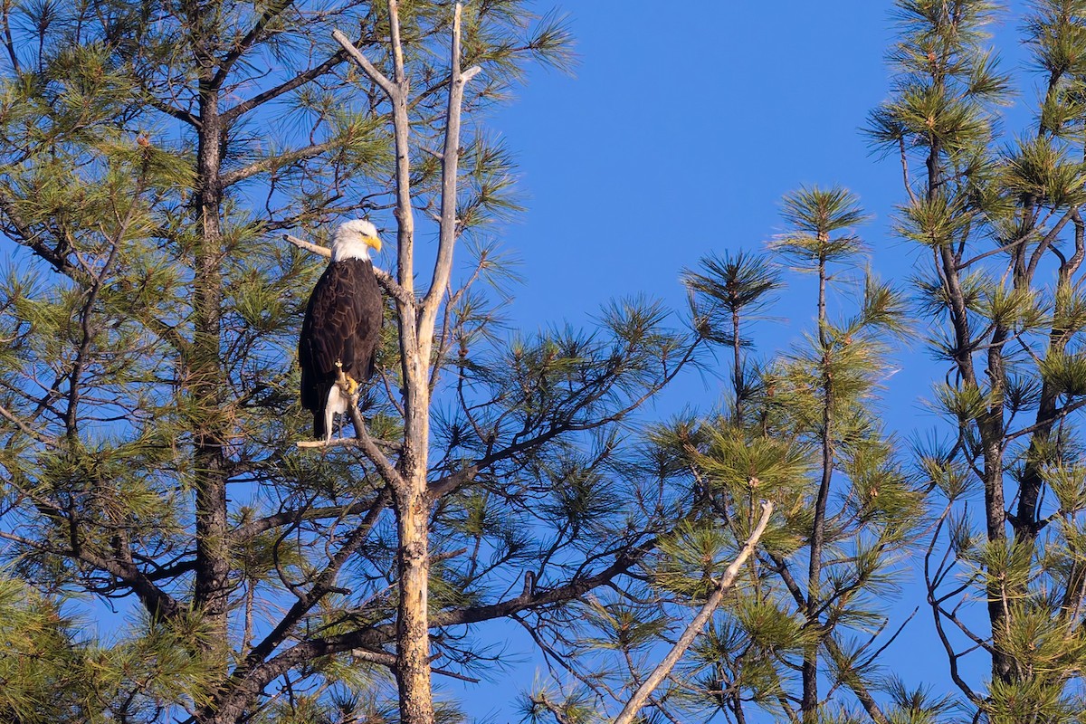 Bald Eagle - ML646777935