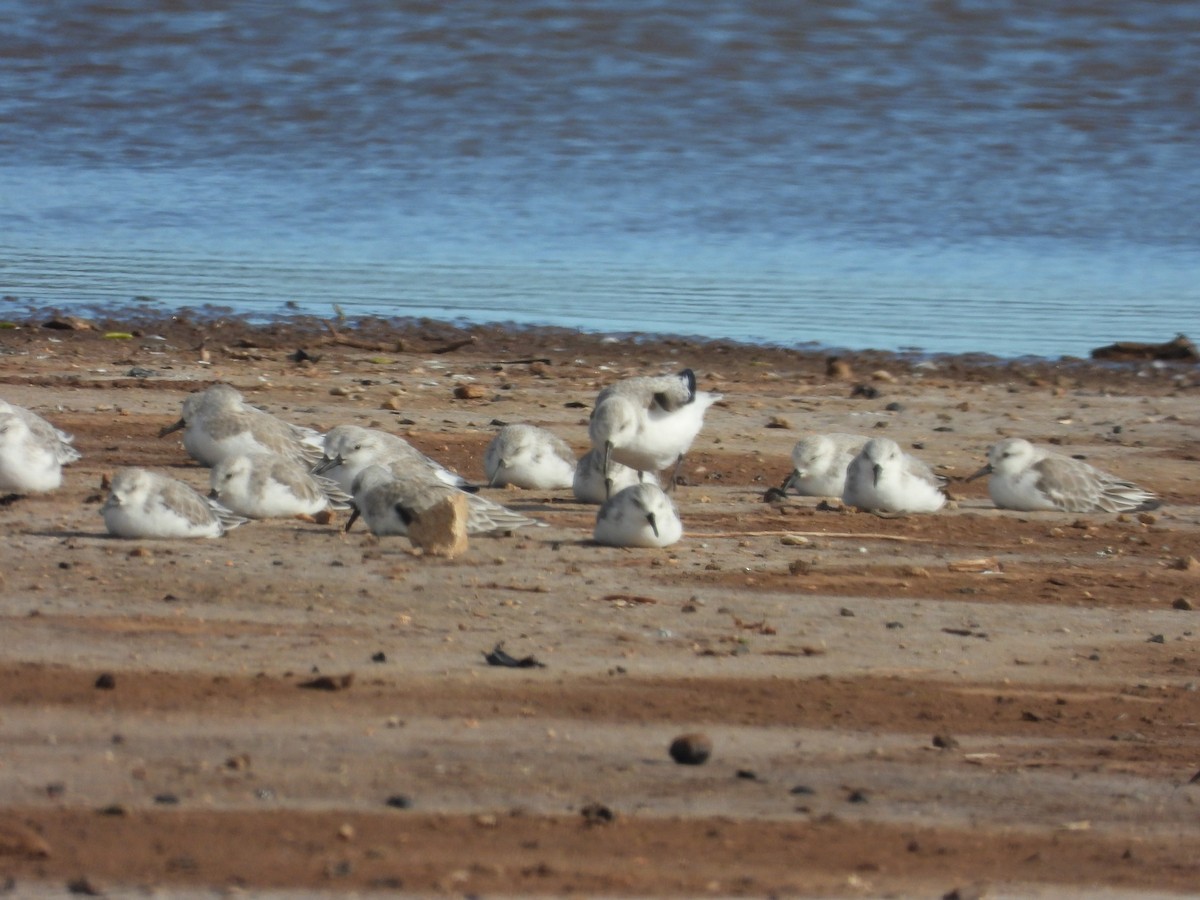 Correlimos Tridáctilo - ML646777939