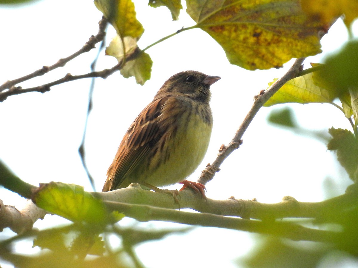 Вівсянка сибірська - ML646777942