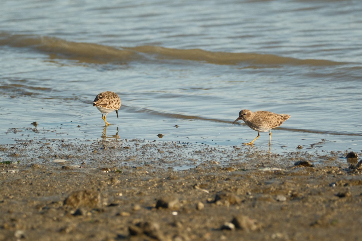 Least Sandpiper - ML646777944