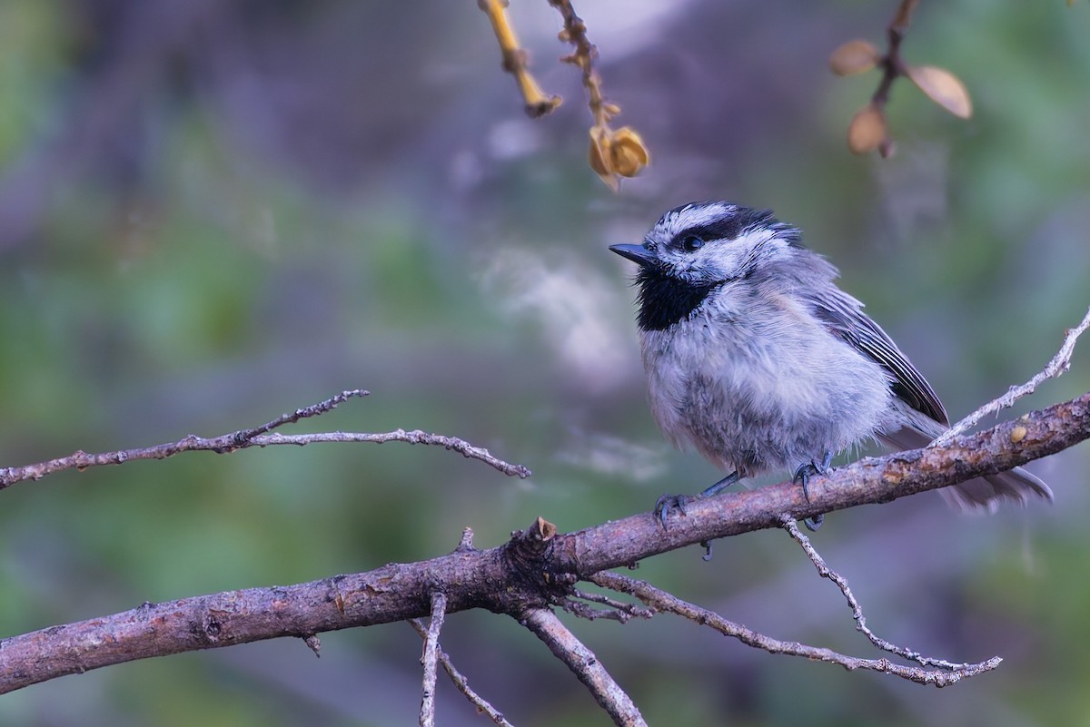 Mountain Chickadee - ML646777945