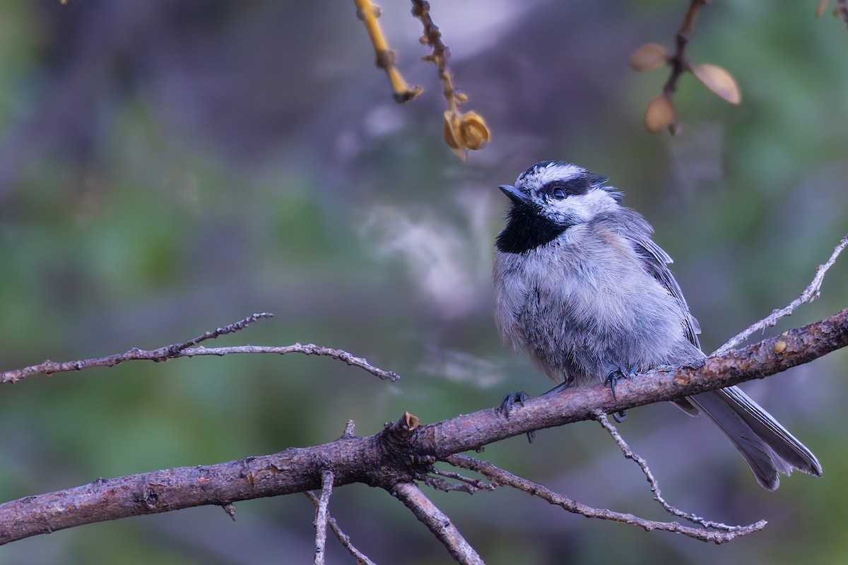 Mountain Chickadee - ML646777946
