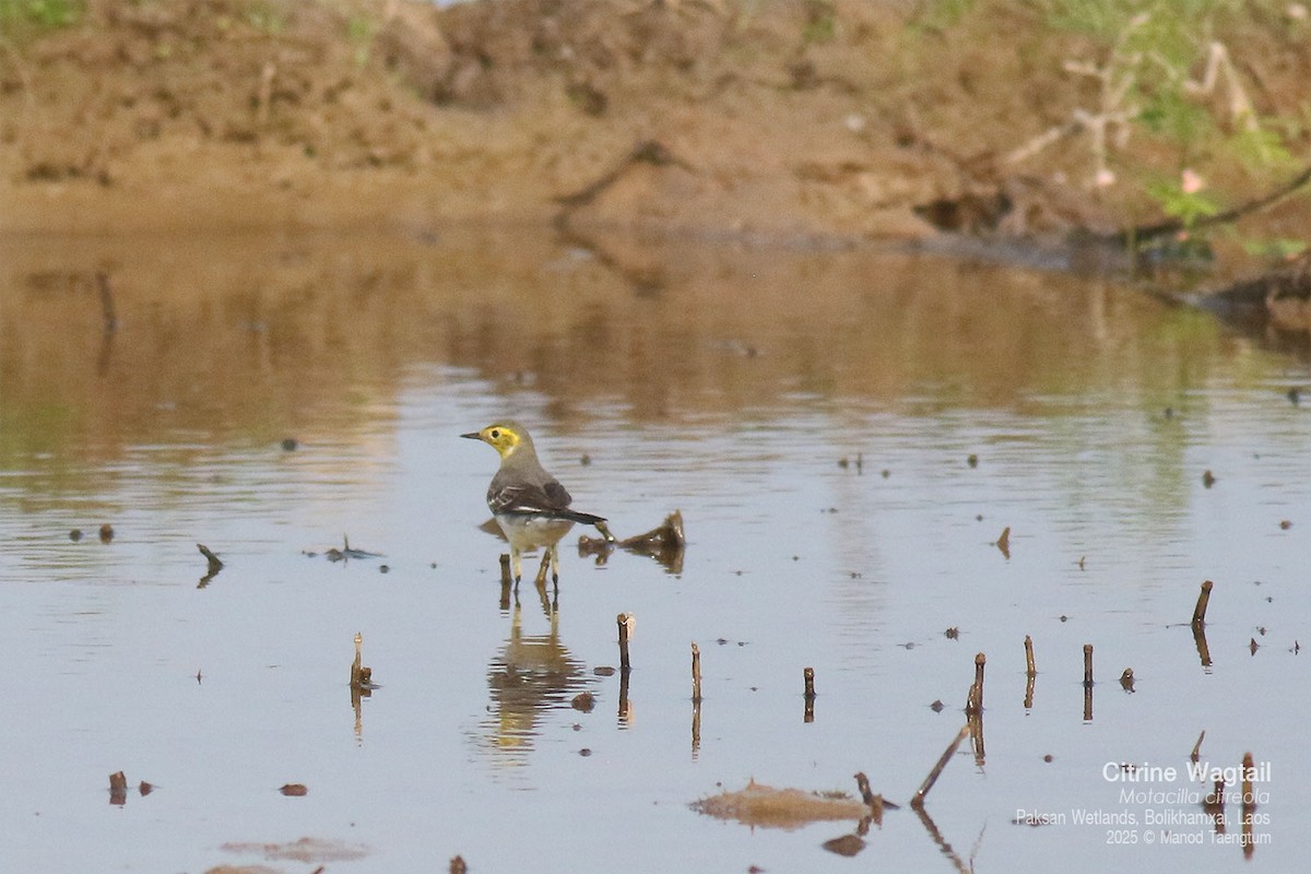 黃頭鶺鴒 - ML646777947