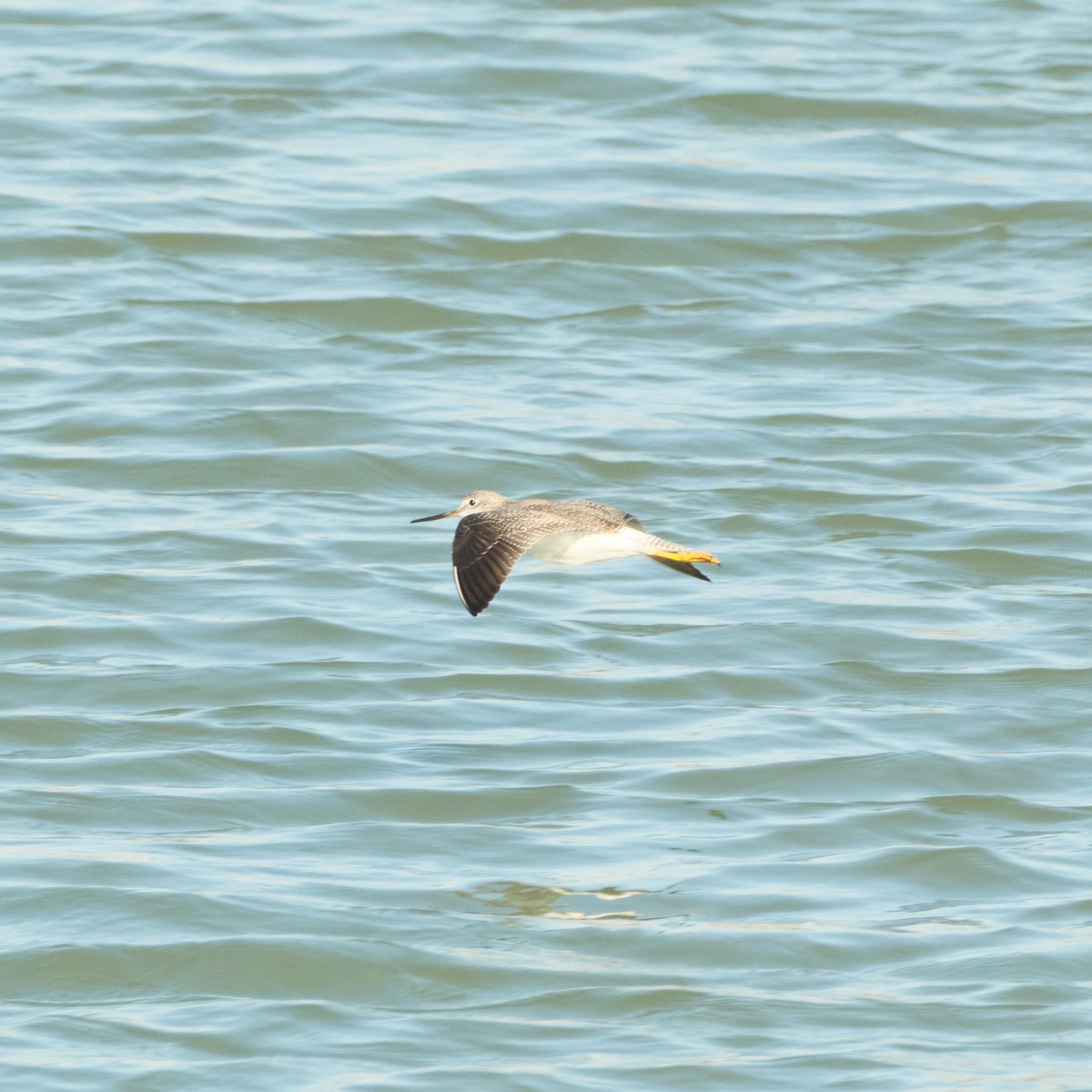 Greater Yellowlegs - ML646777956