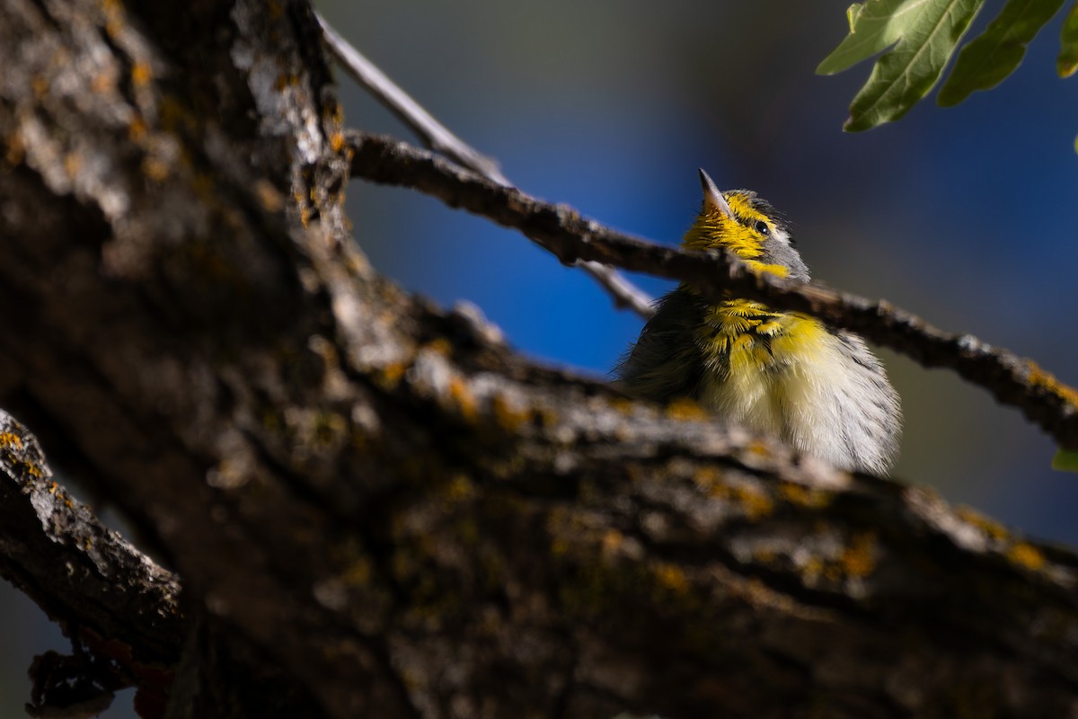 Grace's Warbler - ML646777957