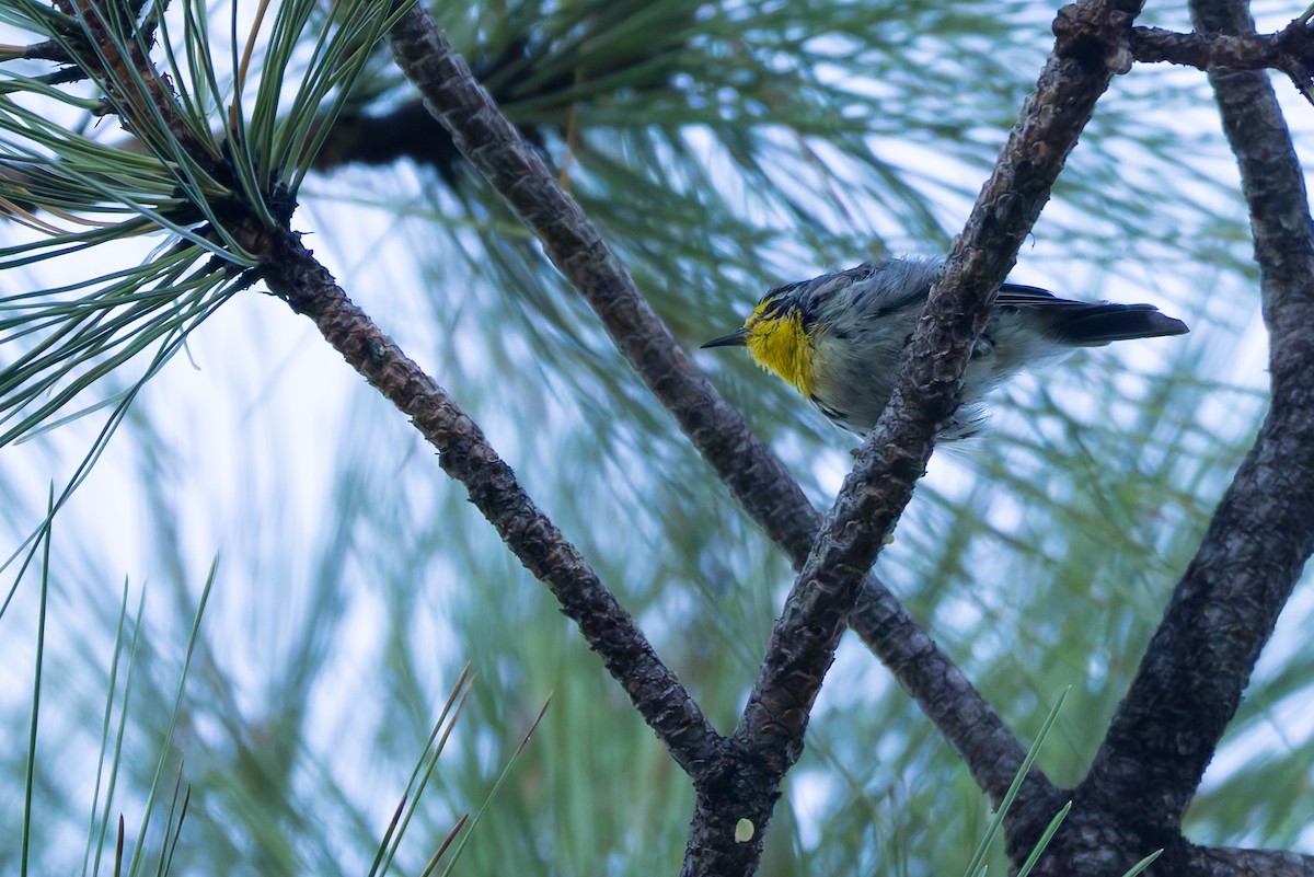 Grace's Warbler - ML646777958