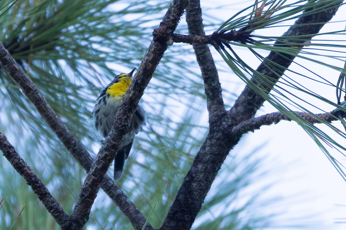 Grace's Warbler - ML646777959