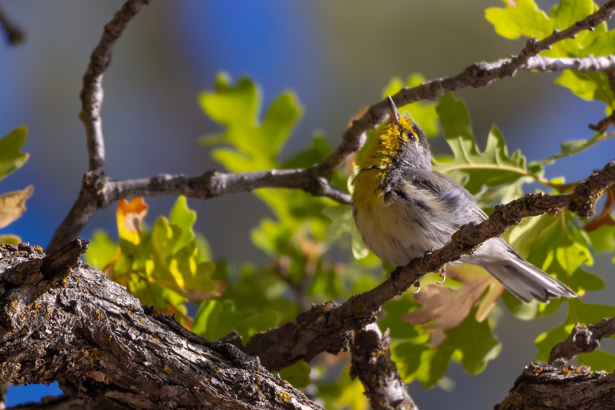 Grace's Warbler - ML646777960