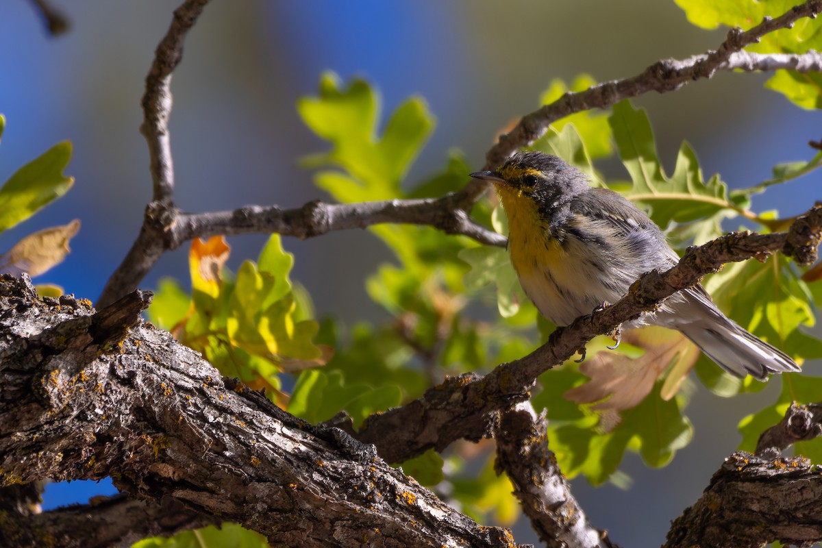 Grace's Warbler - ML646777961