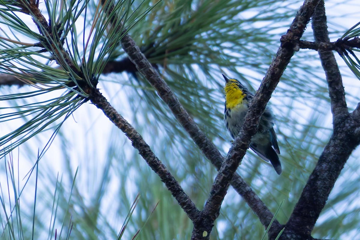 Grace's Warbler - ML646777962