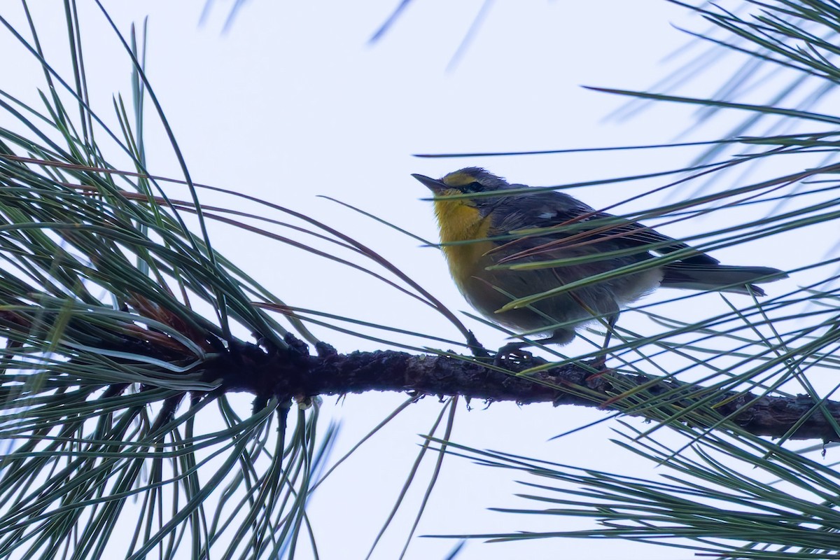 Grace's Warbler - ML646777963