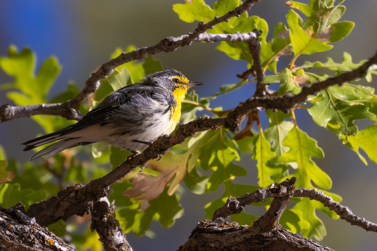 Grace's Warbler - ML646777964