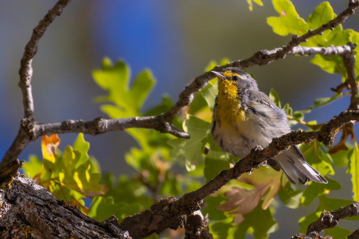 Grace's Warbler - ML646777965