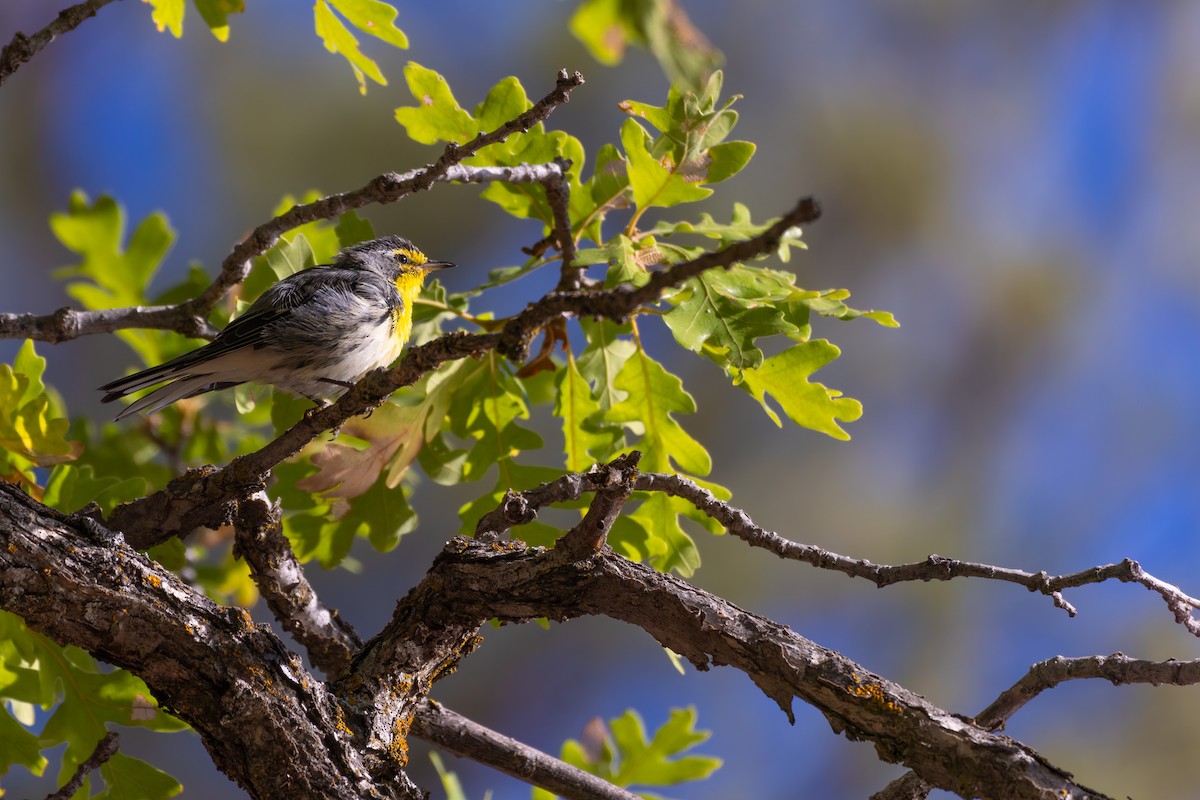 Grace's Warbler - ML646777966