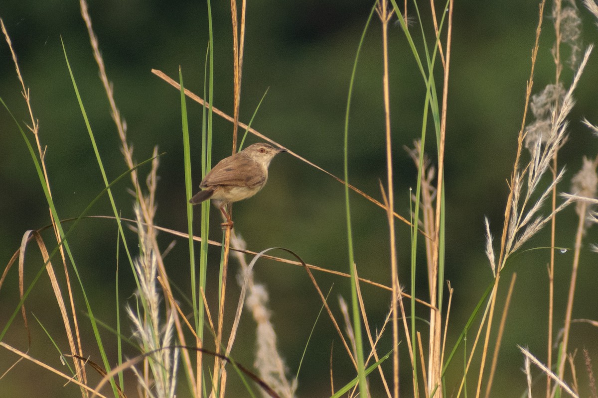 gråprinia - ML646777968