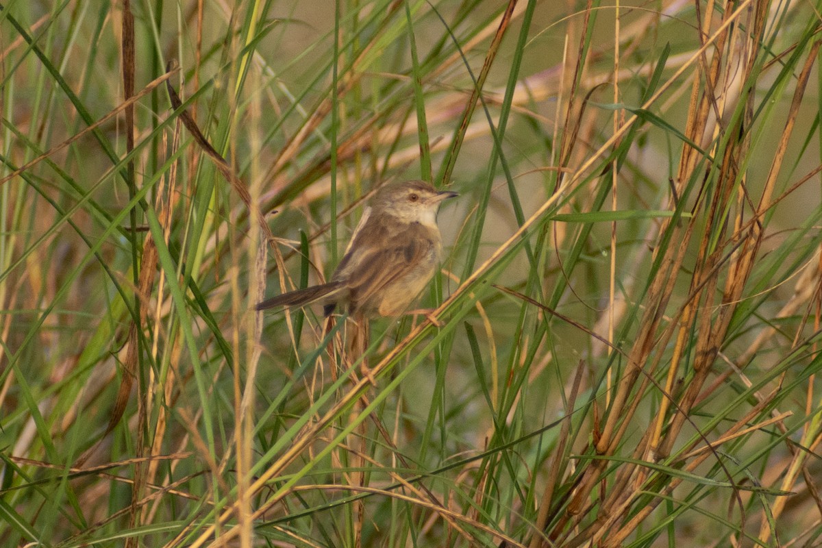 gråprinia - ML646777969