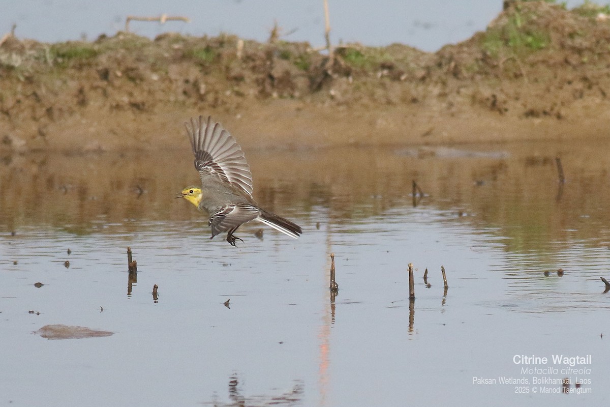 黃頭鶺鴒 - ML646777971