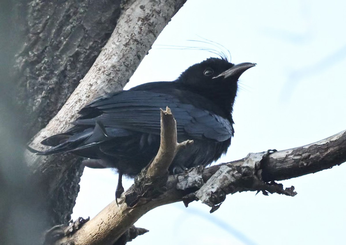 Hair-crested Drongo (Hair-crested) - ML646777972