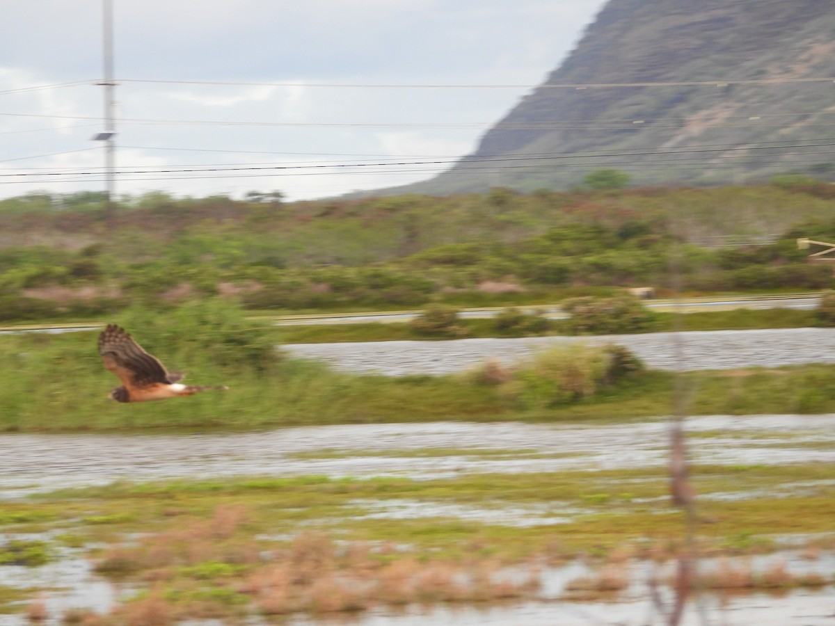 アメリカハイイロチュウヒ - ML646777973