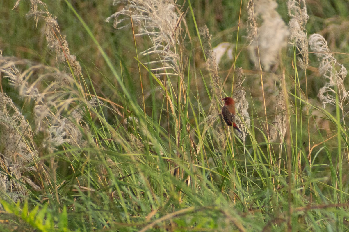 tigerastrild - ML646777975