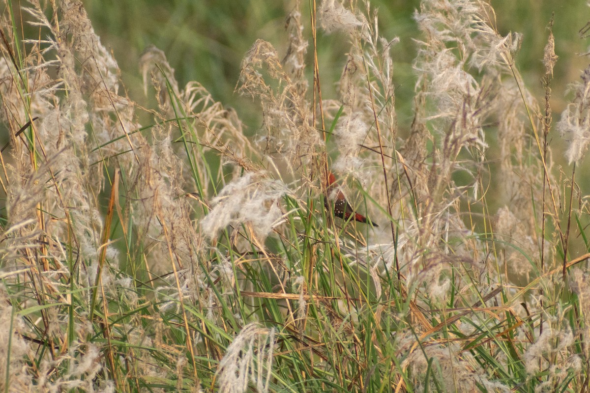 tigerastrild - ML646777976